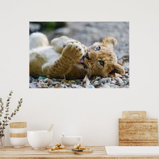 Lion Cub 2 Poster (Keuken)