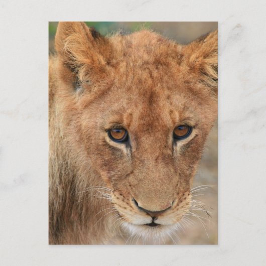 Lion Cub Briefkaart (Voorkant)