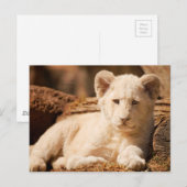 Lion Cub Briefkaart (Voorkant / Achterkant)