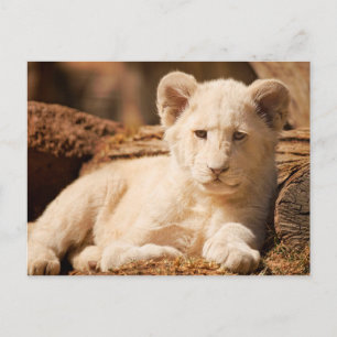 Lion Cub Briefkaart