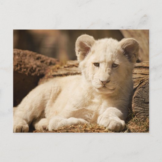 Lion Cub Briefkaart (Voorkant)
