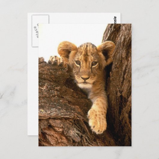 Lion Cub Briefkaart (Voorkant / Achterkant)