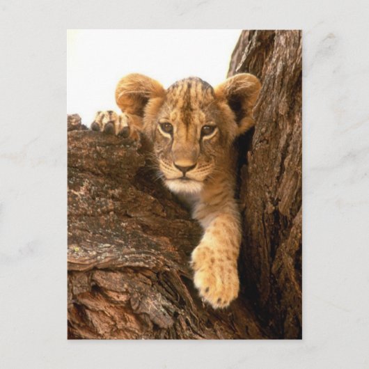Lion Cub Briefkaart (Voorkant)