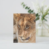 Lion Cub Briefkaart (Staand voorkant)