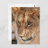 Lion Cub Briefkaart (Voorkant / Achterkant)