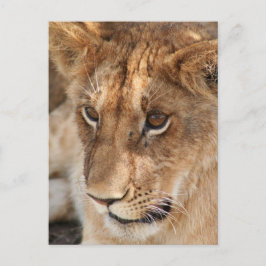 Lion Cub Briefkaart