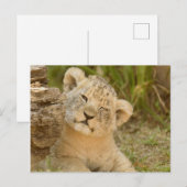 Lion Cub Briefkaart (Voorkant / Achterkant)