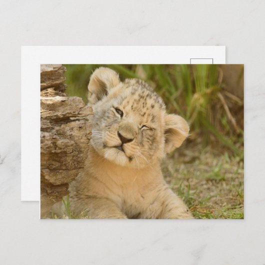 Lion Cub Briefkaart (Voorkant / Achterkant)
