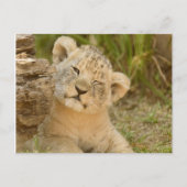 Lion Cub Briefkaart (Voorkant)