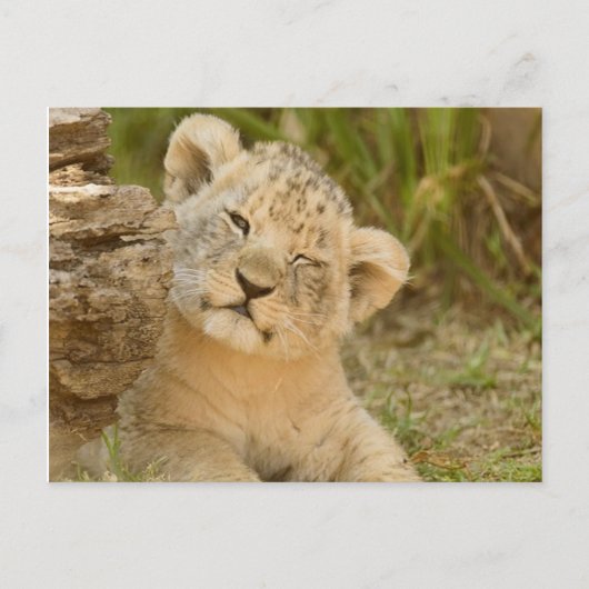 Lion Cub Briefkaart (Voorkant)