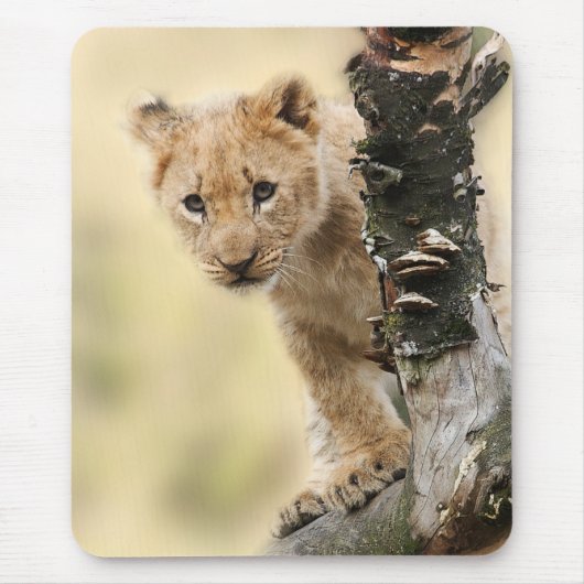 Lion Cub Climbing Tree Cute Photo Muismat (Voorkant)