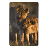 Lion Cub en moeder Mini Klembord (Achterkant)