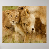 Lion Cub en moeder Poster (Voorkant)