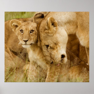 Lion Cub en moeder Poster