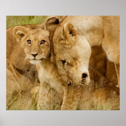 Lion Cub en moeder Poster (Voorkant)