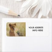 LION CUB ETIKET (Insitu)