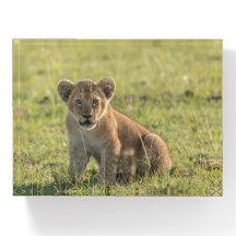 Lion Cub Foto genomen in het wild