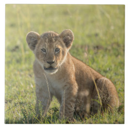 Lion Cub in de natuurlijke Afrikaanse omgeving Tegeltje