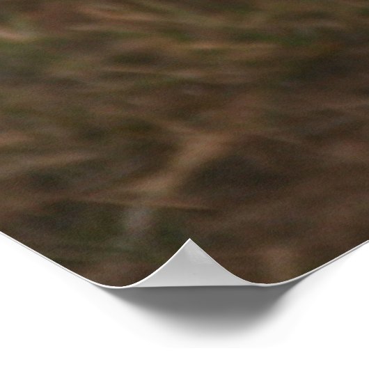 Lion cub in Masai Mara Poster (Hoek)