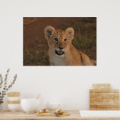 Lion cub in Masai Mara Poster (Keuken)