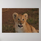 Lion cub in Masai Mara Poster (Voorkant)