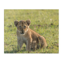 Lion Cub in Wilde Afrikaanse Vestiging