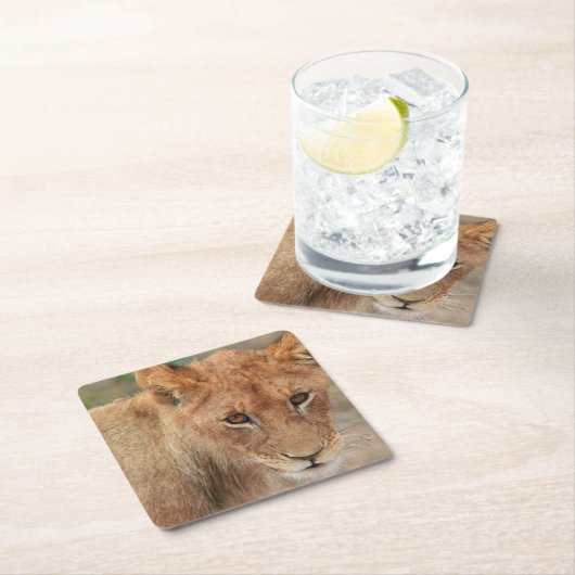 Lion Cub Kartonnen Onderzetters (Insitu)