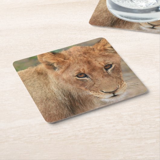 Lion Cub Kartonnen Onderzetters (Schuin)