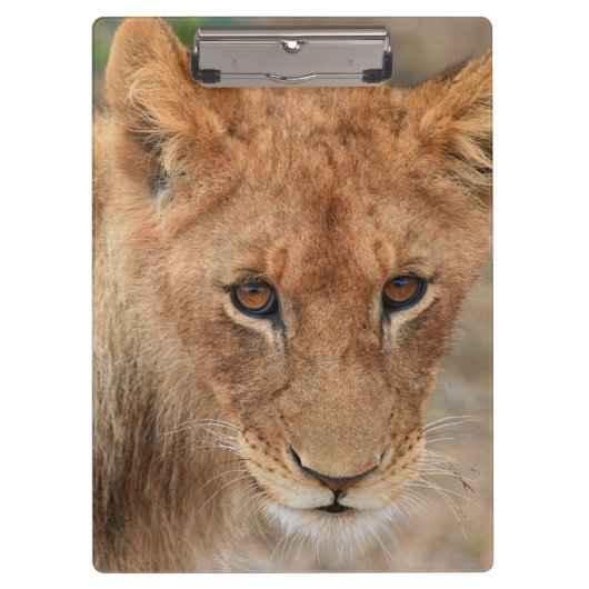 Lion Cub Klembord (Voorkant)