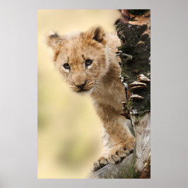 Lion Cub maakt een boom in Tanzania Poster