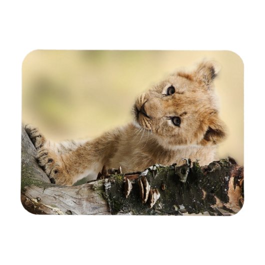 Lion Cub Magneet (Horizontaal)