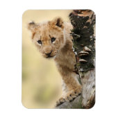 Lion Cub Magneet (Verticaal)