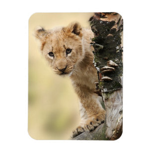 Lion Cub Magneet