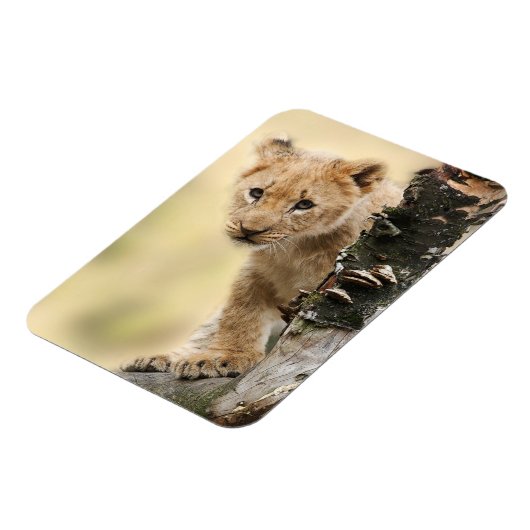Lion Cub Magneet (Linkerzijde)