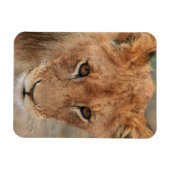 Lion Cub Magneet (Horizontaal)