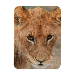Lion Cub Magneet