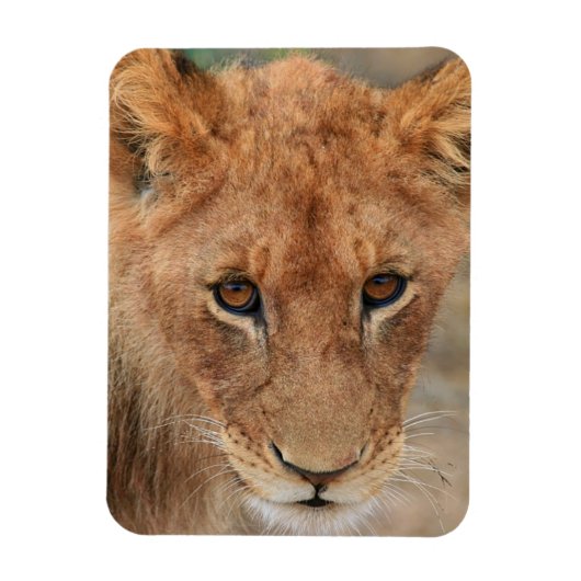 Lion Cub Magneet (Verticaal)