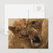 Lion cub met vader briefkaart (Voorkant / Achterkant)
