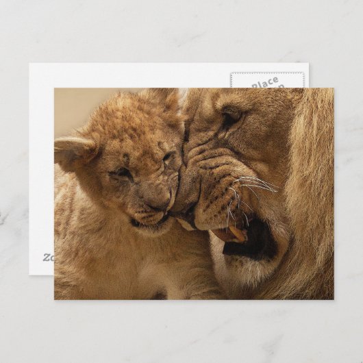Lion cub met vader briefkaart (Voorkant / Achterkant)