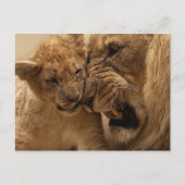 Lion cub met vader briefkaart (Voorkant)