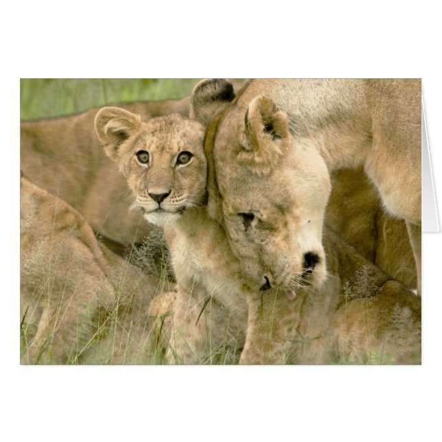 Lion Cub Nuzzling met moeder (Voorkant Horizontaal)