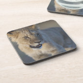 Lion Cub (Panthera Leo) | Namibië Onderzetter (Linkerzijde)