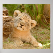 Lion Cub Poster (Voorkant)