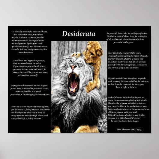 Lion Cub Poster (Voorkant)