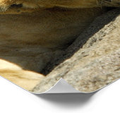 Lion Cub Poster (Hoek)