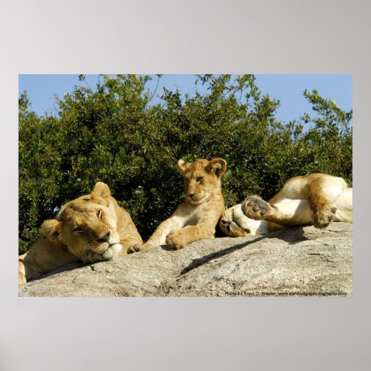 Lion Cub Poster (Voorkant)