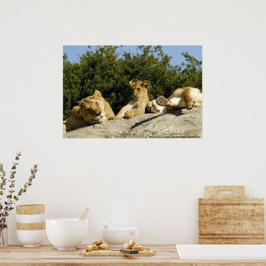 Lion Cub Poster (Keuken)
