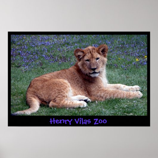 LION CUB POSTER (Voorkant)