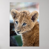 Lion Cub Poster (Voorkant)