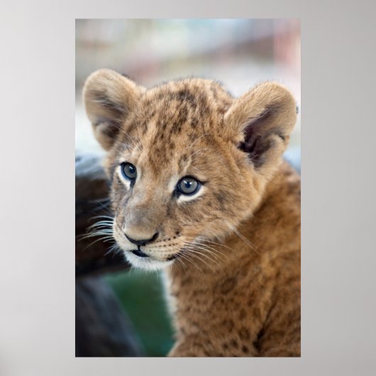 Lion Cub Poster (Voorkant)